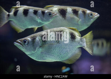 Banded archerfish (Toxotes jaculatrix), also known as the spinner fish. Stock Photo