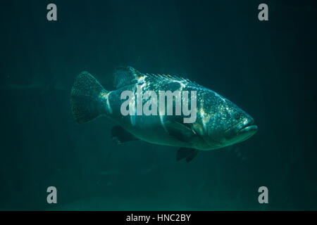 Giant grouper (Epinephelus lanceolatus), also known as the banded rockcod. Stock Photo