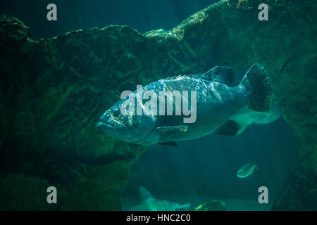 Giant grouper (Epinephelus lanceolatus), also known as the banded rockcod. Stock Photo