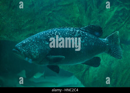 Giant grouper (Epinephelus lanceolatus), also known as the banded rockcod. Stock Photo