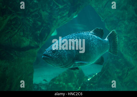 Giant grouper (Epinephelus lanceolatus), also known as the banded rockcod. Stock Photo