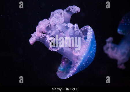 White-spotted jellyfish (Phyllorhiza punctata), also known as the Australian spotted jellyfish. Stock Photo