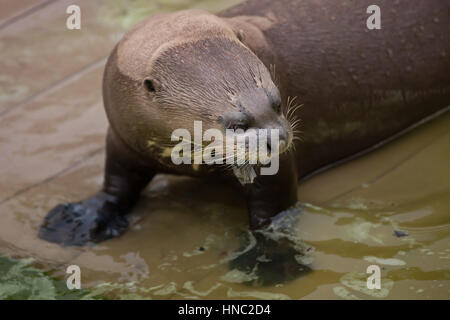 Giant otter (Pteronura brasiliensis), also known as the giant river otter. Stock Photo