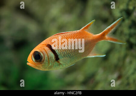 Doubletooth soldierfish (Myripristis hexagona). Marine fish. Stock Photo