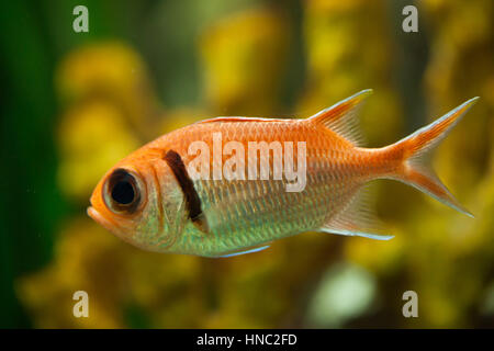 Doubletooth soldierfish (Myripristis hexagona). Marine fish. Stock Photo