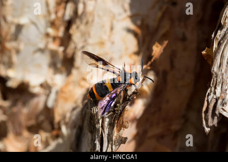 An adult malaleuca sawfly (Lyphrotoma zonalis) perched on the trunk of a paperbark tree, Melbourne, Australia. Stock Photo