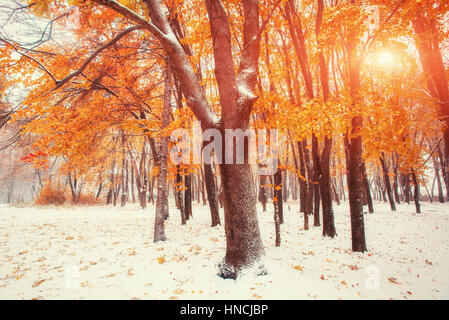 October mountain beech forest with first winter snow  Stock Photo