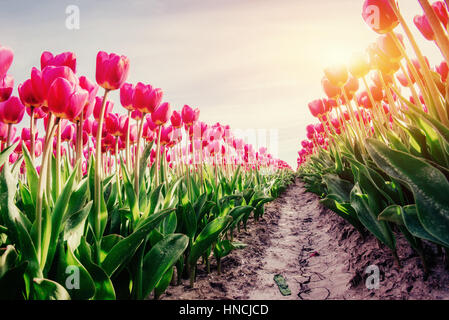 rows of pink tulips in Holland. Stock Photo