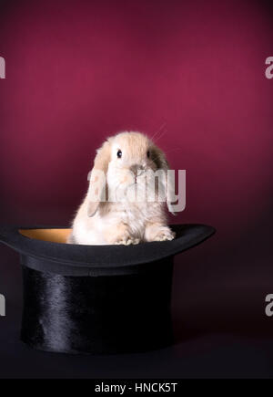 Adorable easter rabbit in a magician's hat Stock Photo
