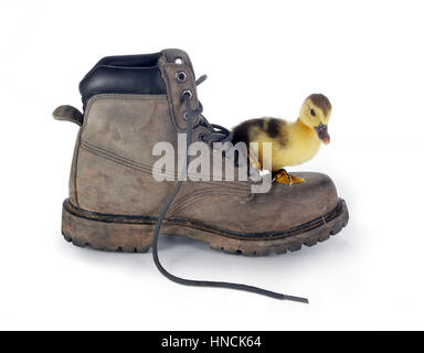 4 days old easter duckling on a big dirty boot Stock Photo