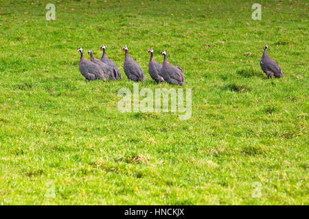 Domesticated Helmeted Guineafowl (Numida meleagris), free-ranging in a south Devon field, England, UK. Stock Photo