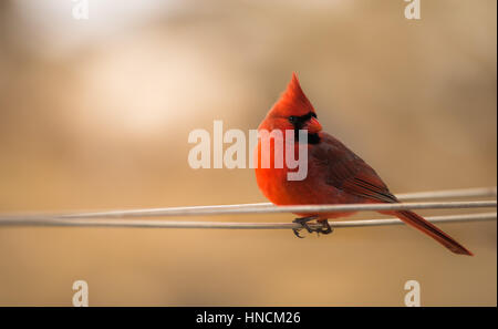 The male red cardinal perched on a line with the sun on its back. Stock Photo