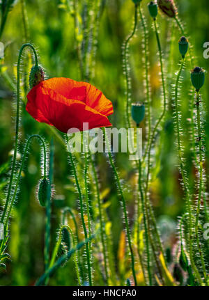 one big red poppy flower in the green wheat field in summer Stock Photo