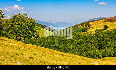 forest around the meadow on a steep mountain slope