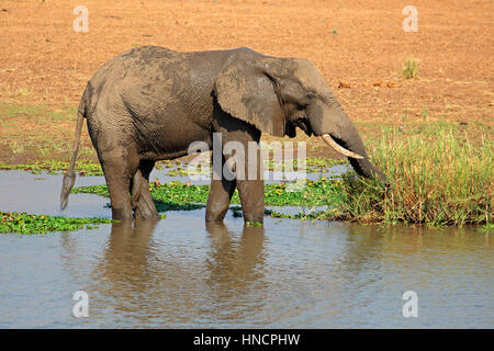 Large African bull elephant (Loxodonta africana) feeding in a river, Kruger National Park, South Africa Stock Photo