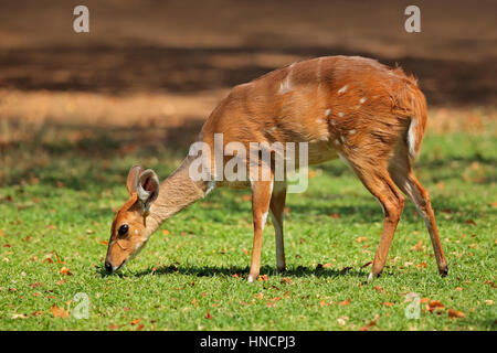 Female nyala antelope (Tragelaphus angasii), Kruger National Park, South Africa Stock Photo