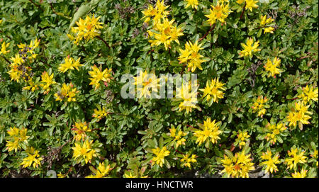 Close-up flowering Sedum acre plant (commonly stonecrop or wall-pepper) with bright yellow flowers on garden ground in spring sunlight as natural deco Stock Photo