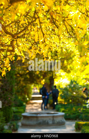 Warm afternoon & bright yellow thorn bush, de-focused active family people & small fountain in background, sunshine & nature in Madrid's garden parks. Stock Photo