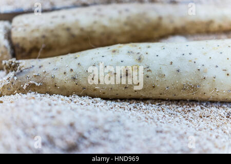 Nagaimo root chinese yam macro closeup Stock Photo