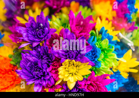 Multi colored dyed daisies in bouquets Stock Photo