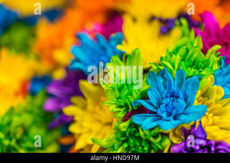 Multi colored dyed daisies in bouquets Stock Photo