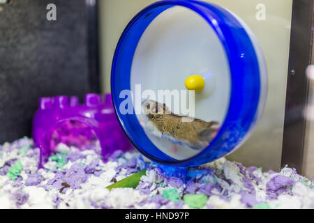 Hamster running on wheel with motion Stock Photo