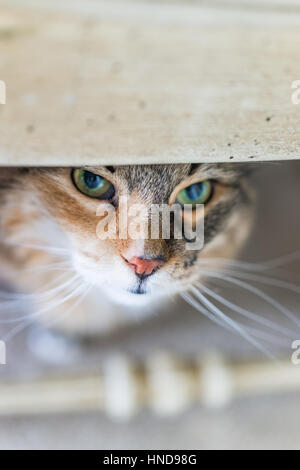 Closeup of cat looking up from under chair Stock Photo