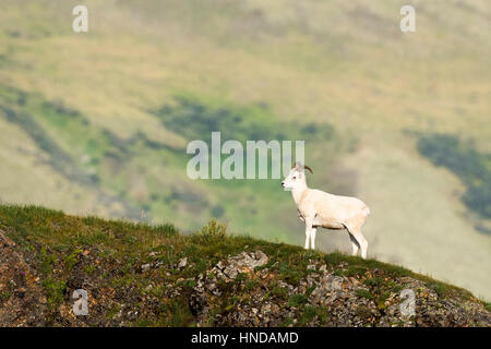 A young Dall's sheep ram (Ovis dalli) stands on a green ridgeline in Denali National Park, Alaska. Stock Photo