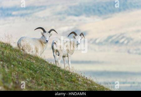 Two Dall's sheep (Ovis dalli) rams stand on a steep green mountainside against the distant valley in Denali National Park and Preserve, Alaska Stock Photo