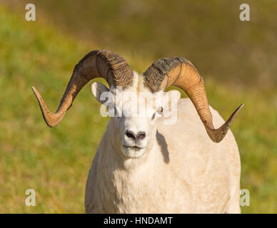 A Dall's sheep (Ovis dalli) ram stands on a steep green mountainside on a sunny afternoon in Denali National Park and Preserve, Alaska Stock Photo
