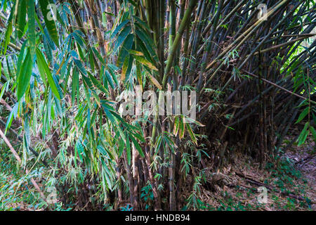 Groove of young bamboo tree with leaves photo taken in Kebun Raya Bogor Indonesia Stock Photo