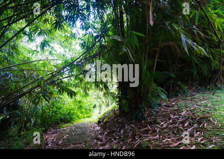 a road near Groove of young bamboo tree with leaves photo taken in Kebun Raya Bogor Indonesia Stock Photo