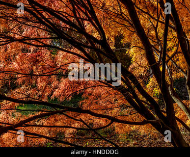 Autumn Foliage at Batsford Arboretum Stock Photo