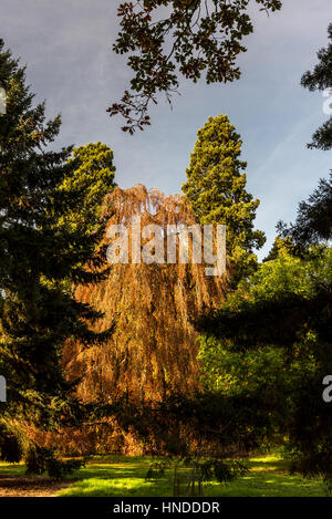 Autumn Foliage at Batsford Arboretum Stock Photo