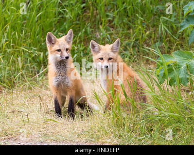 Red fox kits in deep grass waiting for parent to return with dinner Stock Photo