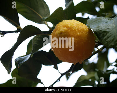 Lemons on the branch after the rain Stock Photo