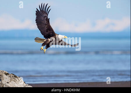 A bald eagle (Haliaeetus leucocephalus) takes off from a rock at low tide set against Cook Inlet and the distant Kenai Mountains. Stock Photo