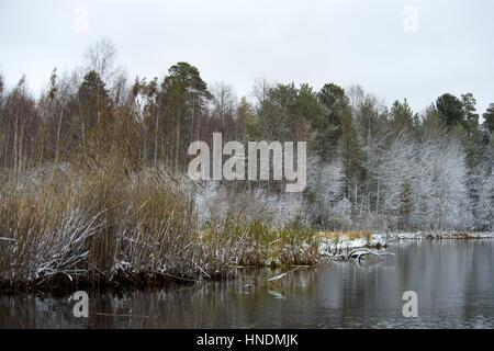 Beautiful winter bulrush cattail in the snow. Stock Photo