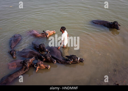 Man washing buffaloes, in Lalita ghat, Ganges river, Varanasi, Uttar Pradesh, India. Stock Photo