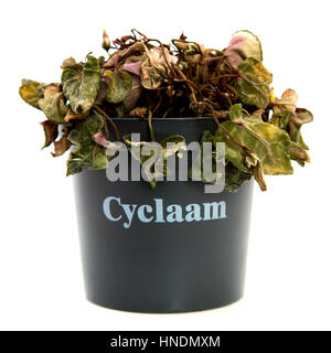 Dead Cyclaam plant on a white background Stock Photo