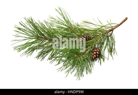 Pine tree branch and cones isolated on white Stock Photo