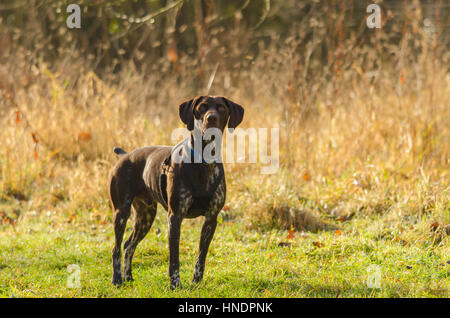 Pointer alert gundog in harness Herefordshire UK countryside Stock Photo
