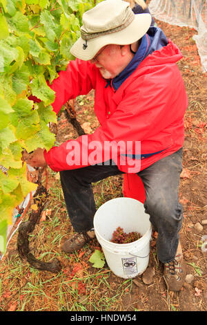 Volunteer worker picking grapes on San Juan Vineyard, Washington State, USA Stock Photo