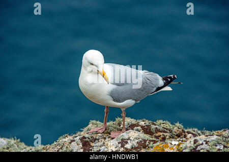 Herring Gull on Clifftop Larus argentatus - Skomer Island off the Pembrokeshire Coast Stock Photo
