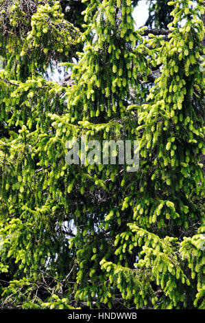 Foliage of rare golden Norway spruce (Picea abies Aurea) shot in natural environment (Slovenia, Loški potok). Stock Photo