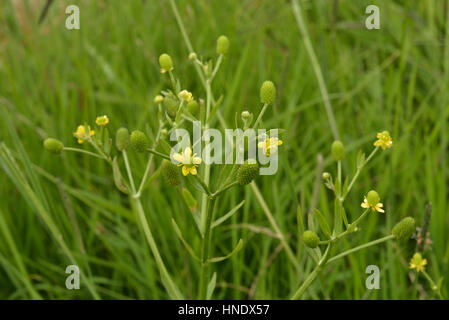 Celery-leaved Buttercup, Ranunculus sceleratus Stock Photo