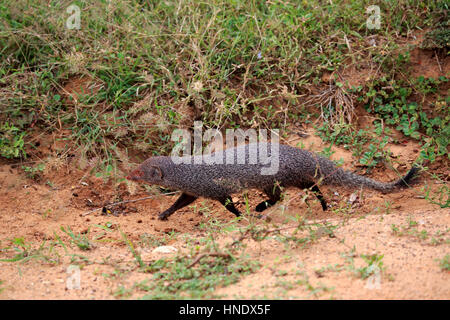 Indian grey mongoose, (Herpestes edwardsii), adult, Common Grey Mangoose, Bundala Nationalpark, Sri Lanka, Asia Stock Photo