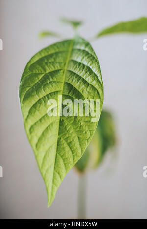 Leaf of avocado plant Stock Photo