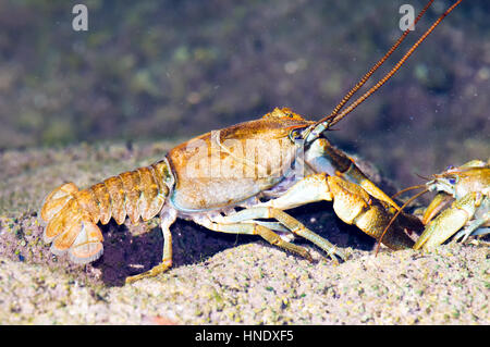 Stone crayfish (Austropotamobius torrentium) Stock Photo