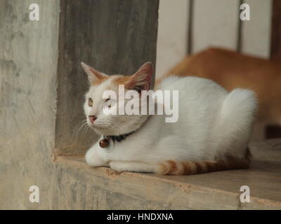 Cats at a rescue centre in Thailand. Stock Photo